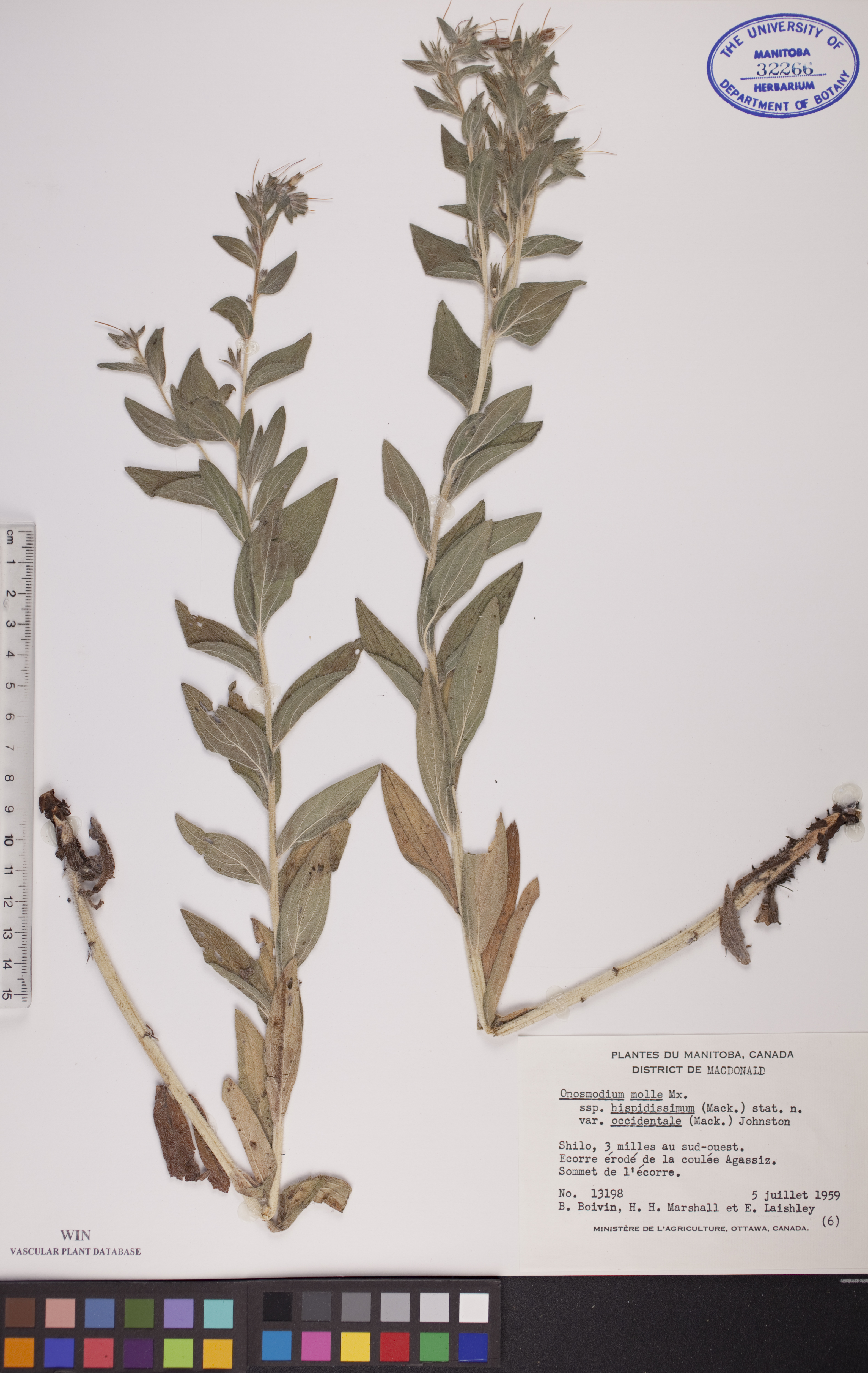 Lithospermum occidentale image